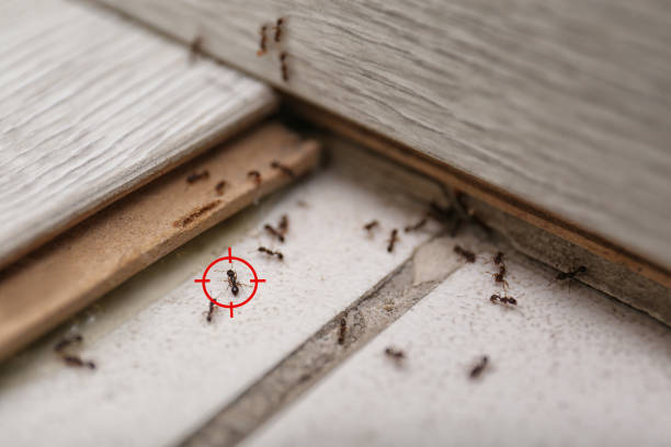 Best Wasp Removal Services  in Pitola, CA