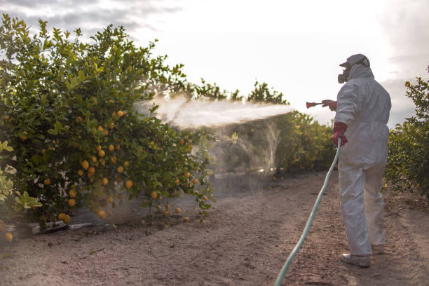 Best Termite Control Services  in Pitola, CA