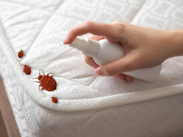 Best Termite Control Services  in Pitola, CA