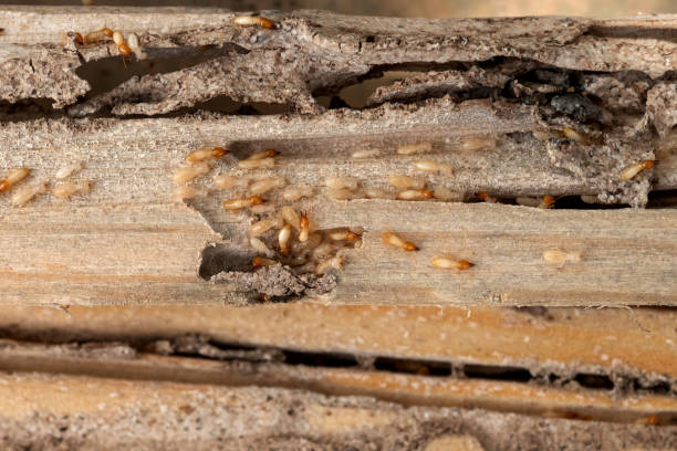 Best Exterminator Services  in Pitola, CA