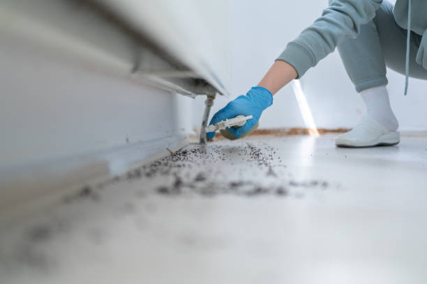 Best Mosquito Control Services  in Pitola, CA